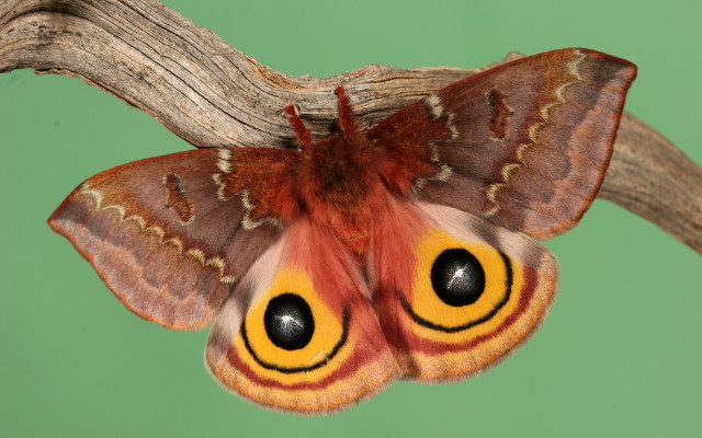 Moth yellow brown face branch free wallpaper for desktop - medium preview image