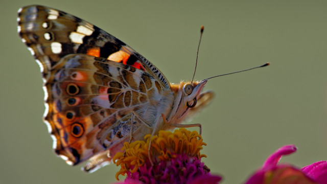 Butterfly sitting flower wings spread free wallpaper for desktop - medium preview image