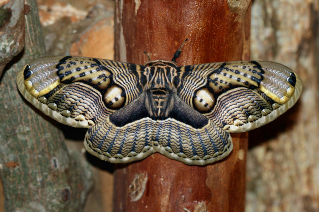 Large moth black yellow wings free wallpaper for desktop - medium preview image