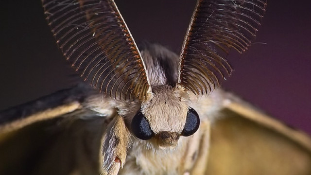 Moth closeup wings black background free wallpaper for desktop - medium preview image