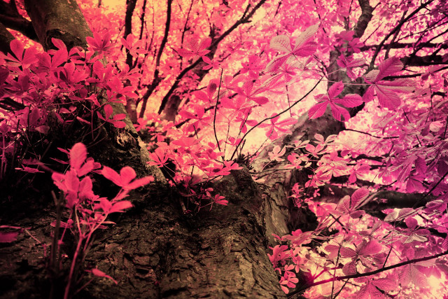 Pink leaves rock red light free wallpaper for desktop - medium preview image