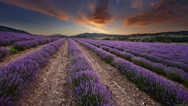 Lavender field cloudy sky sunset free wallpaper for desktop - medium preview image
