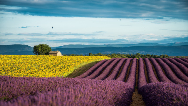 Lavender field house blue sky free wallpaper for desktop - medium preview image