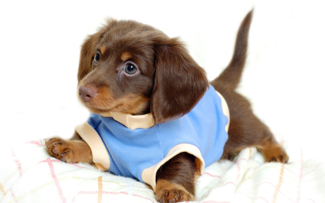 Small brown dog blue shirt free wallpaper for desktop - medium preview image