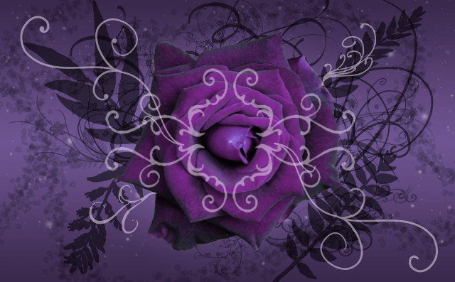 Purple rose decorative design centerpiece free wallpaper for desktop - medium preview image