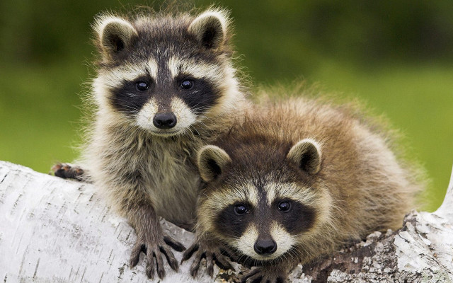 Two raccoons sitting on tree free wallpaper for desktop - medium preview image