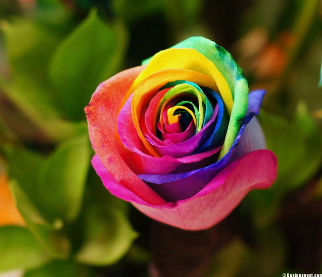 Multicolored rose green leaves blurry free wallpaper for desktop - medium preview image