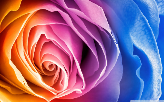 Colorful rose blue background white free wallpaper for desktop - medium preview image