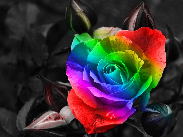Rainbow colored rose leaves black free wallpaper for desktop - medium preview image