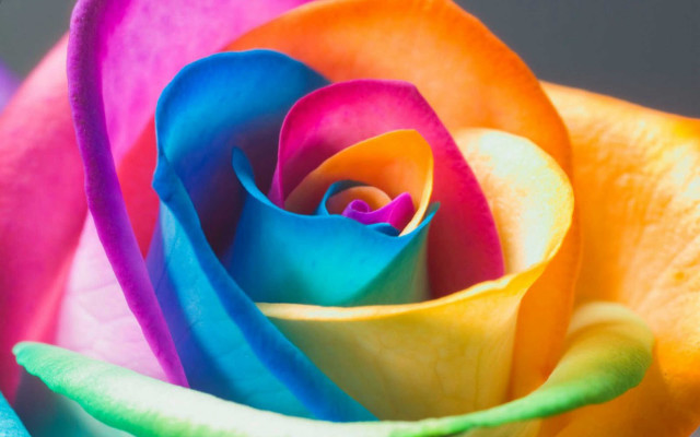Rainbow rose black background white free wallpaper for desktop - medium preview image