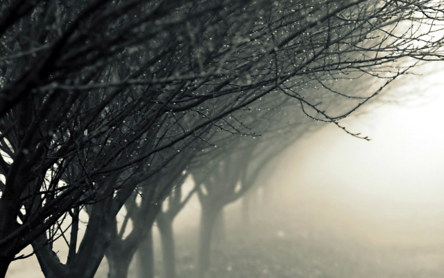 Foggy street trees bench person free wallpaper for desktop - medium preview image