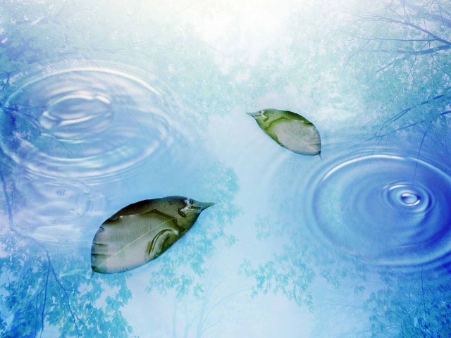 Two fish swimming pond trees free wallpaper for desktop - medium preview image