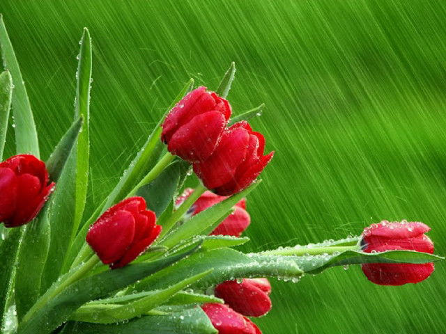 Red flowers water droplets rain free wallpaper for desktop - medium preview image