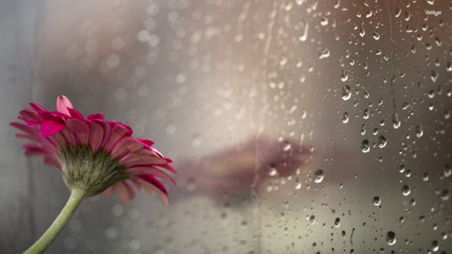Pink flower rain drops window free wallpaper for desktop - medium preview image
