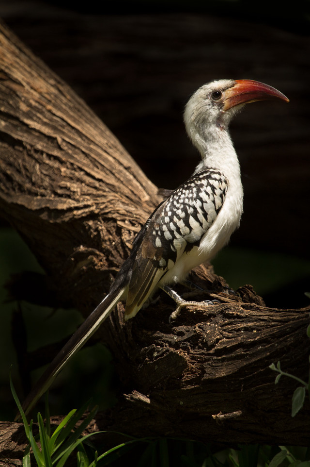 Bird beak branch sun plant free wallpaper for mobile - medium preview image
