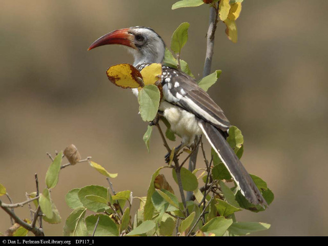 Bird long beak branch leaves free wallpaper for desktop - medium preview image