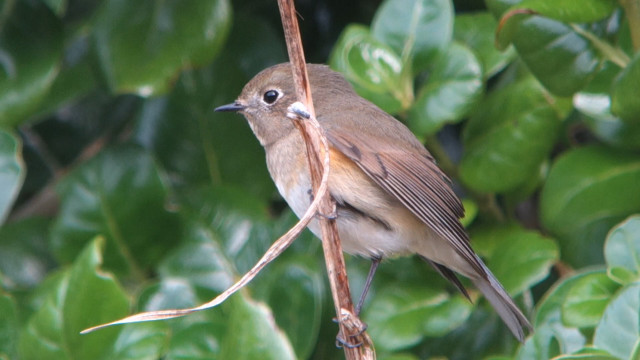 Bird branch leaves bokeh macro free wallpaper for desktop - medium preview image