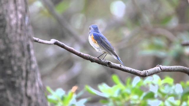 Blue bird branch tree leaves free wallpaper for desktop - medium preview image