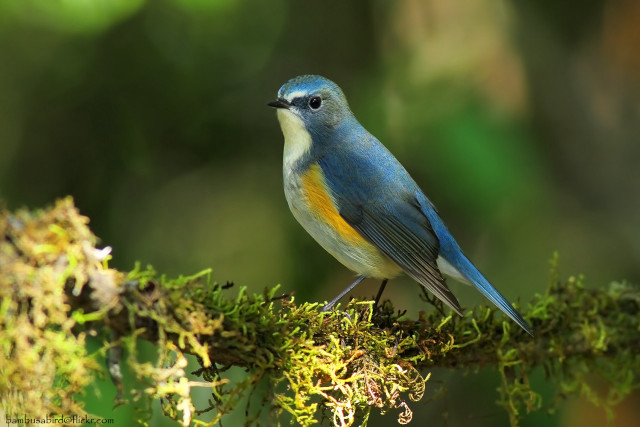 Blue bird branch moss forest free wallpaper for desktop - medium preview image