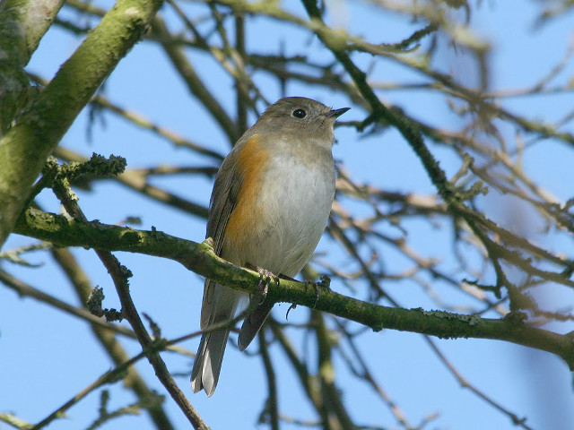 Bird sitting branch tree no #2 free wallpaper for desktop - medium preview image