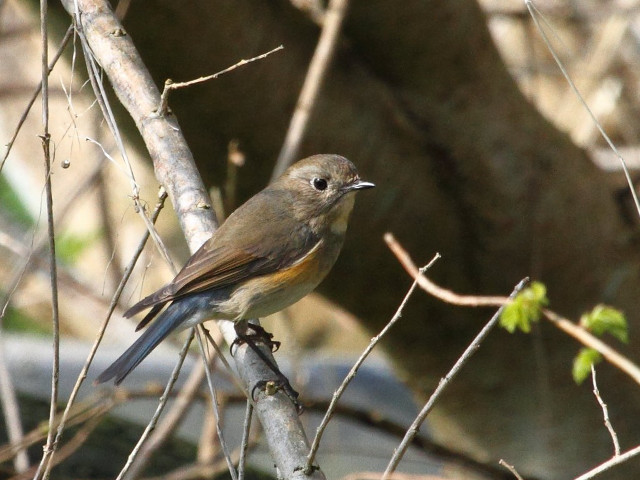 Bird perched branch tree no free wallpaper for desktop - medium preview image