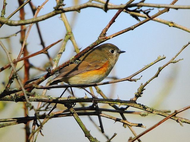 Bird sitting branch tree no #3 free wallpaper for desktop - medium preview image