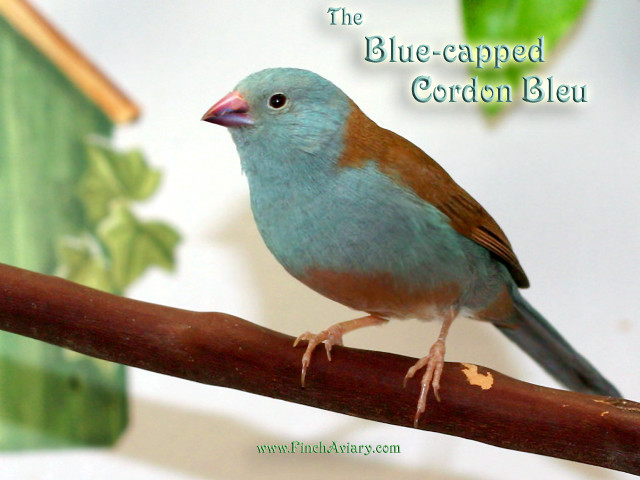 Blue capped corbon bird perched free wallpaper for desktop - medium preview image