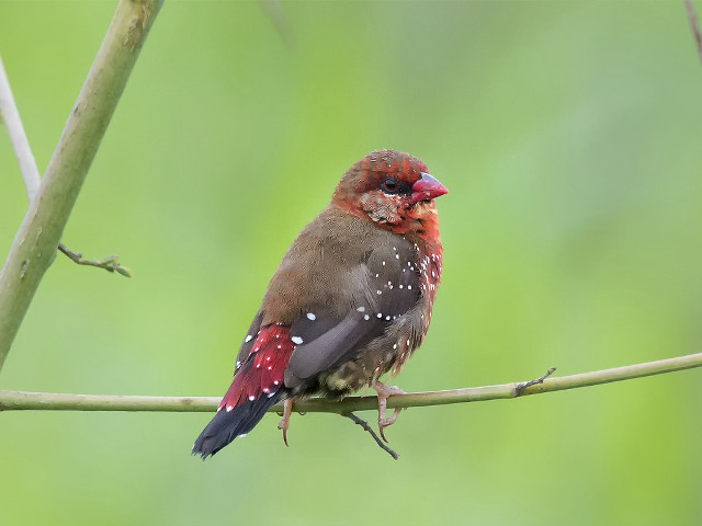 Bird branch red black sparrow free wallpaper for desktop - medium preview image