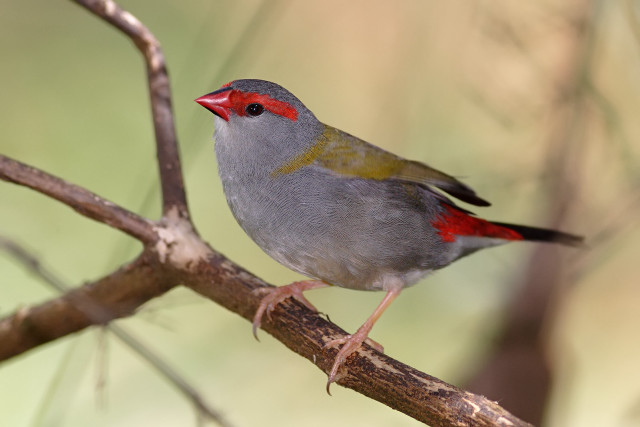 Small bird branch blurry background #2 free wallpaper for desktop - medium preview image