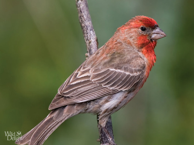 Red gray bird branch jigsaw free wallpaper for desktop - medium preview image