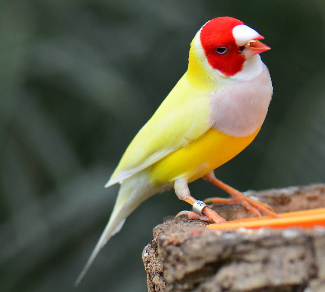 Yellow red bird tree stump free wallpaper for tablet - medium preview image