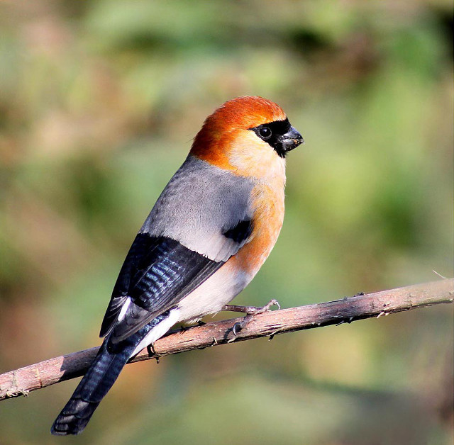 Red head bird sitting branch free wallpaper for tablet - medium preview image
