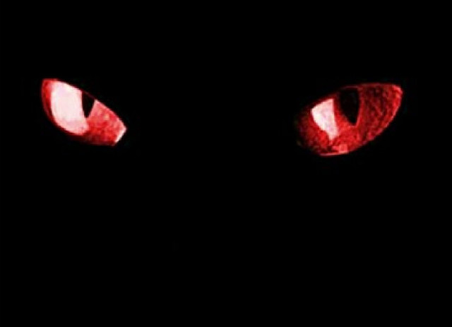 Black cat eyes red light free wallpaper for desktop - medium preview image