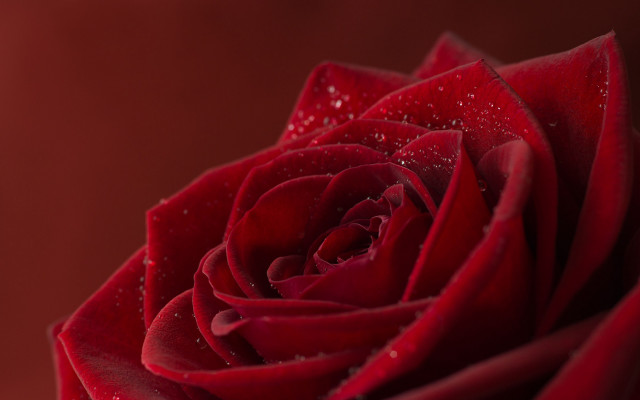 Red rose water droplets petals free wallpaper for desktop - medium preview image