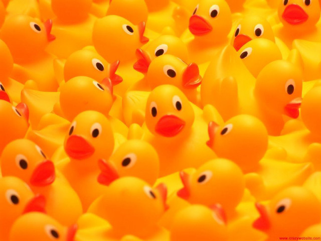 Rubber ducks in a pool free wallpaper for desktop - medium preview image