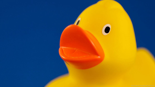 Yellow rubber ducky red beak free wallpaper for desktop - medium preview image