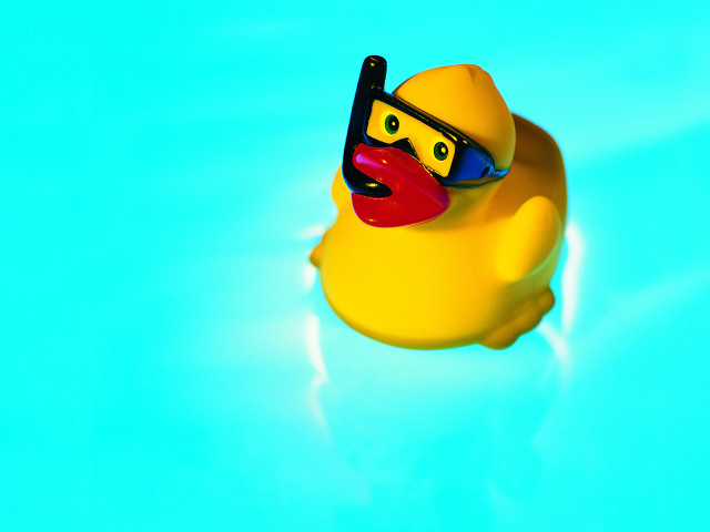 Rubber duck sunglasses floating pool free wallpaper for desktop - medium preview image