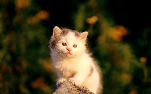 Kitten tree stump curious look #3 free wallpaper for desktop - medium preview image