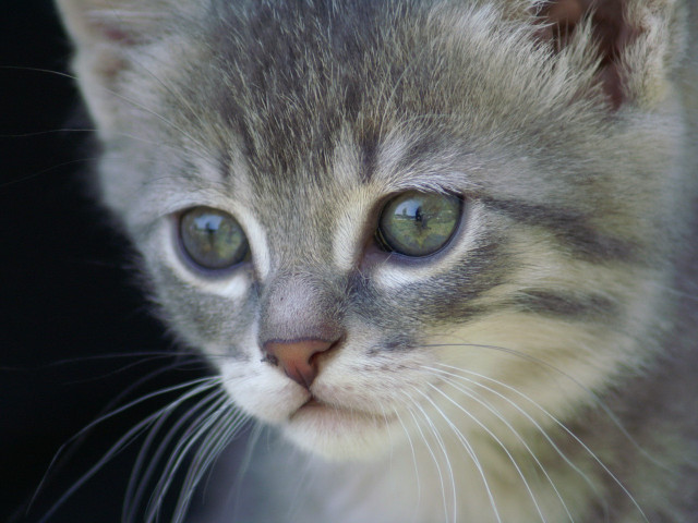 Kitten green eyes black background free wallpaper for desktop - medium preview image