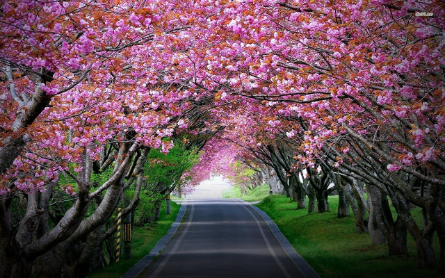 Road lined with trees pink free wallpaper for desktop - medium preview image