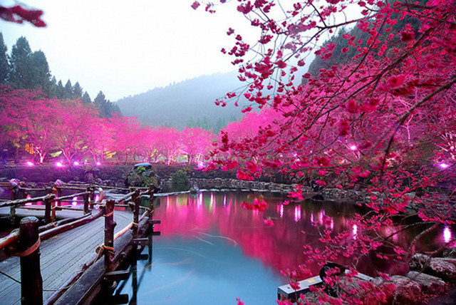 Wooden bridge pond pink flowers free wallpaper for desktop - medium preview image