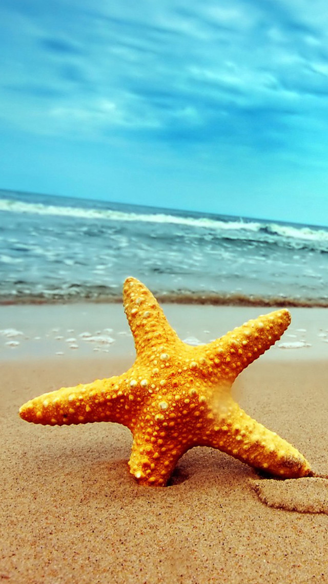 Starfish beach ocean blue sky #3 free wallpaper for mobile - medium preview image