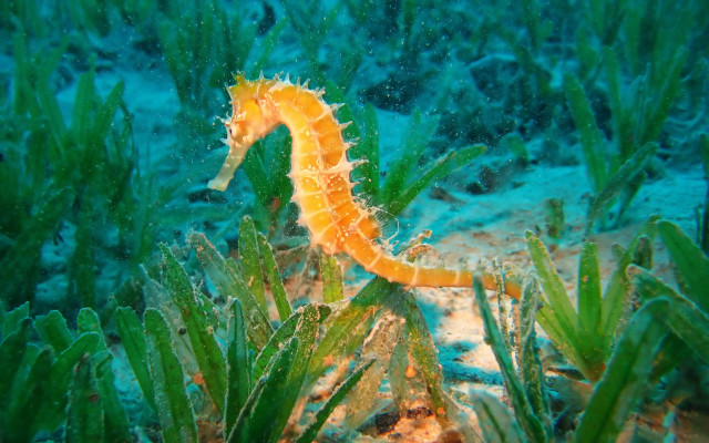 Seahorse seaweed underwater coral fantasy free wallpaper for desktop - medium preview image