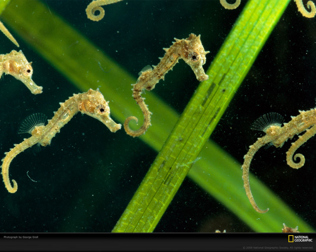 Seahorses green plant stem water free wallpaper for desktop - medium preview image
