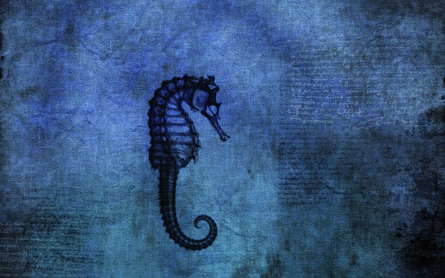 Sea horse water head turned free wallpaper for desktop - medium preview image