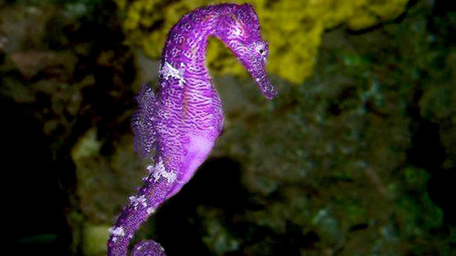 Purple seahorse rock water droplets free wallpaper for desktop - medium preview image