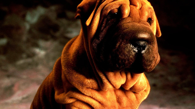 Large brown dog black nose free wallpaper for desktop - medium preview image