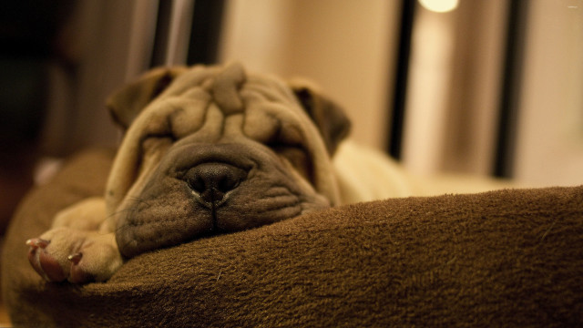 Dog sleeping couch pillow eyes #2 free wallpaper for desktop - medium preview image