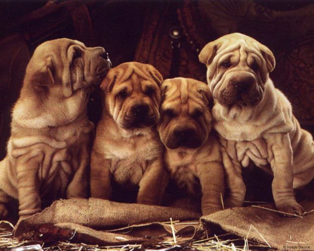 Shar pei puppies sitting hay free wallpaper for desktop - medium preview image