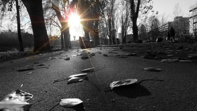 Street fallen leaves people walking free wallpaper for desktop - medium preview image